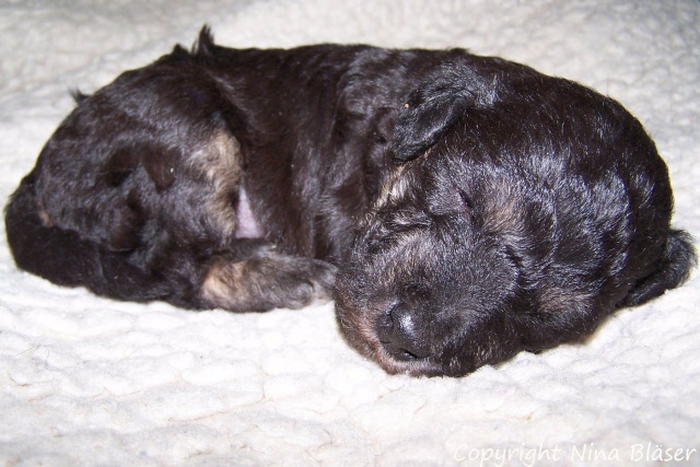 Arc-en-ciel Arlequin - 30.01.JPG